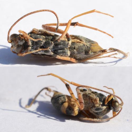 Réf. 208 157 : Acroricnus seductor